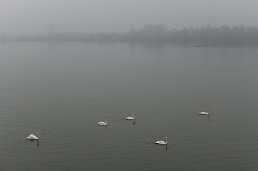 White swans on a river in the fog, gray cloudy day