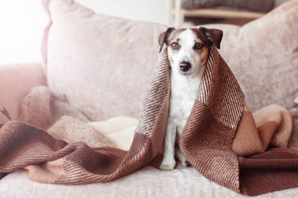 istock Dog in wool cozy blanket sitting on sofa 1770700547