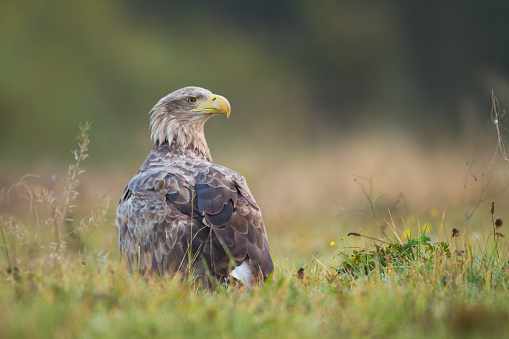 Bird of prey - Majestic predator White-tailed eagle, Haliaeetus albicilla in Poland wild nature