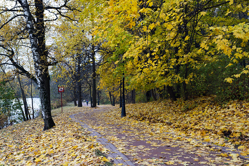 Autumn park with yellow leaves. Beautiful autumn landscape in the park