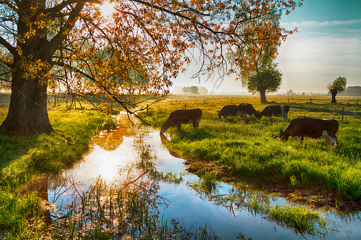 Landscape autumn with colourful trees, autumn Poland, Europe and amazing blue sky with clouds, sunny day, cow in pasteur