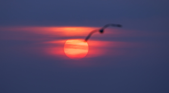 Beautiful sunset with seagull