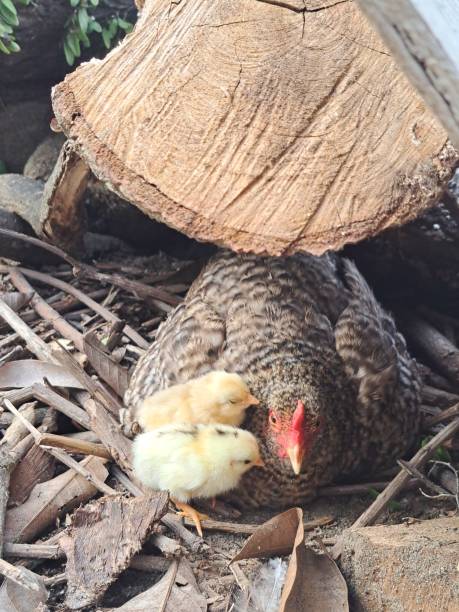 istock Chicks Playing With The Mother Who Is Incubating 1770721797
