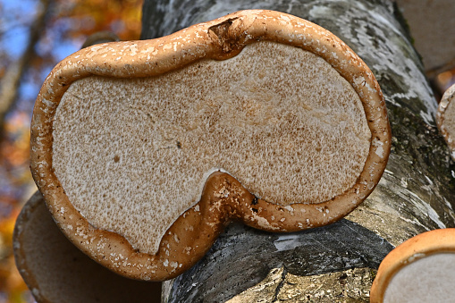 Birch polypore mushrooms (Fomitopsis betulinaon) on dead yellow birch tree trunk in the Connecticut forest, autumn, from a low angle. Used in traditional medicine, this bracket fungus was carried by \