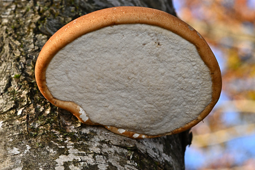 close up view of the cortex of a huge coniferous tree, partially covered in some areas by mushrooms, illuminated on the side by the sunlight, with a blurred forest on the background