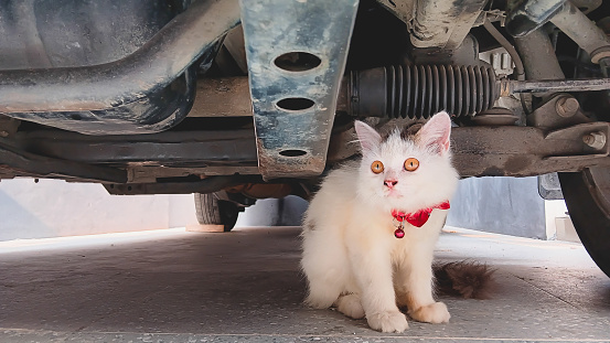 Beautiful white cat with a red collar under the car