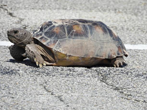 istock Gopher Tortoise (Gopherus polyphemus) - walking in a parking lot 1770732751
