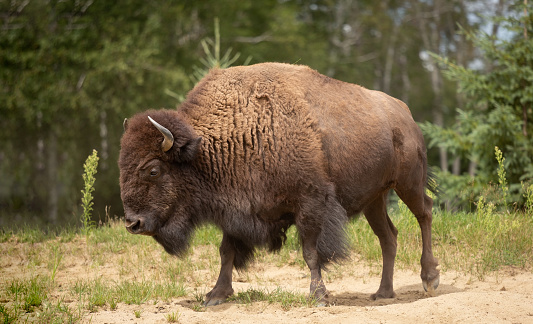 American bison in Summer