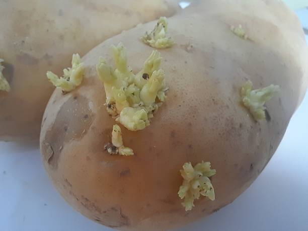 istock Close-Up Of Sprouts Growing Potato 1770746202