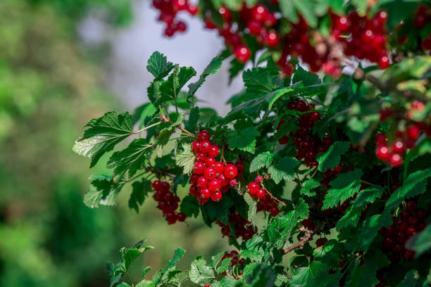 istock Red currants in the garden 1770751524