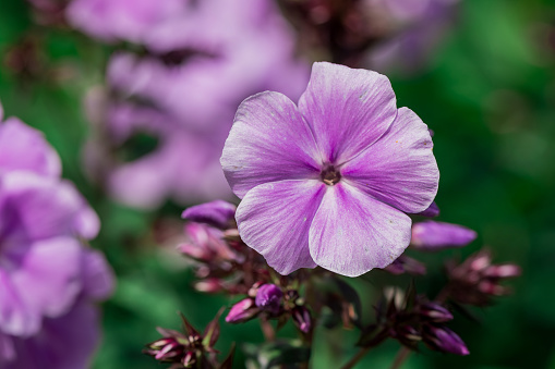 Pink phlox on a background of green leaves