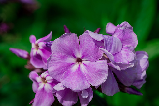 Closeup beautiful purple flowers, background with copy space, full frame horizontal composition