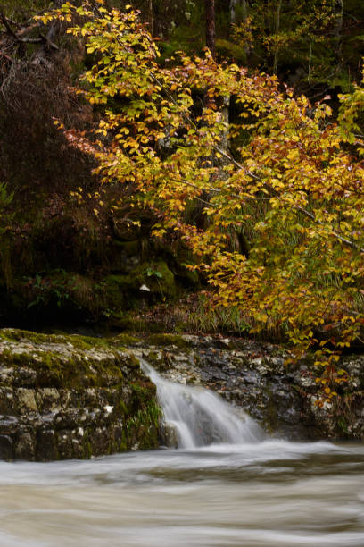 les couleurs de l’automne dans la hêtraie sur la route des cascades de puente ra dans la sierra de cebollera (la rioja). espagne - on branch photos et images de collection