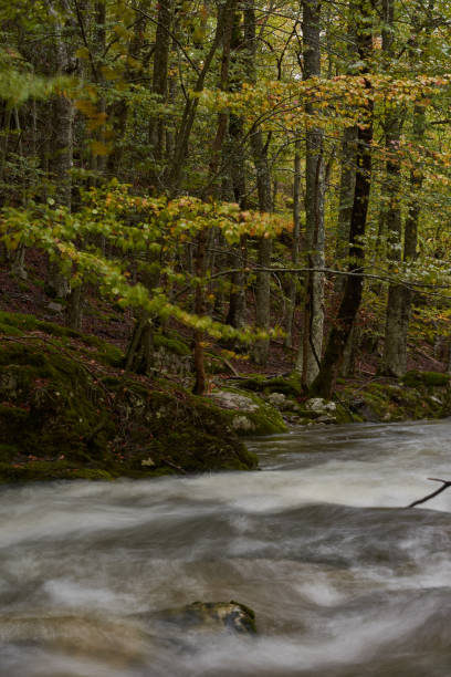 les couleurs de l’automne dans la hêtraie sur la route des cascades de puente ra dans la sierra de cebollera (la rioja). espagne - on branch photos et images de collection