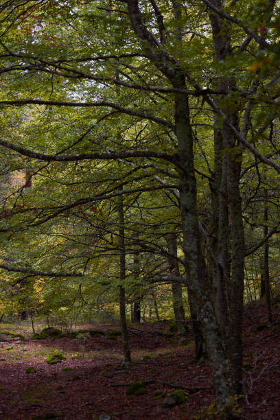 les couleurs de l’automne dans la hêtraie sur la route des cascades de puente ra dans la sierra de cebollera (la rioja). espagne - on branch photos et images de collection