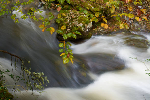 the colors of autumn in the beech forest on the route to the puente ra waterfalls in the sierra de cebollera (la rioja). spain - on branch imagens e fotografias de stock