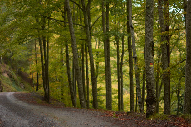 kolory jesieni w bukowym lesie na trasie do wodospadów puente ra w sierra de cebollera (la rioja). hiszpania - southern beech zdjęcia i obrazy z banku zdjęć