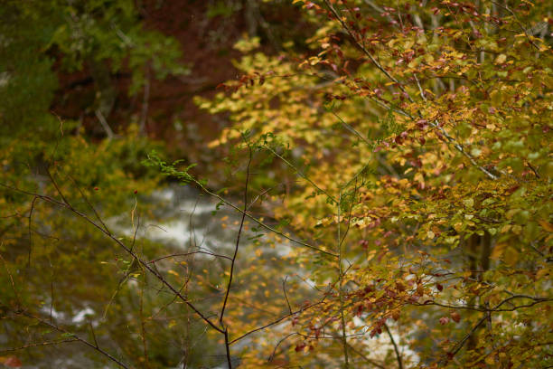 les couleurs de l’automne dans la hêtraie sur la route des cascades de puente ra dans la sierra de cebollera (la rioja). espagne - on branch photos et images de collection