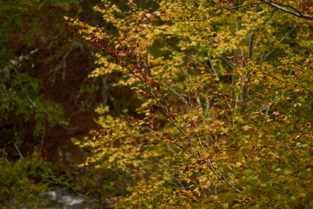 les couleurs de l’automne dans la hêtraie sur la route des cascades de puente ra dans la sierra de cebollera (la rioja). espagne - on branch photos et images de collection