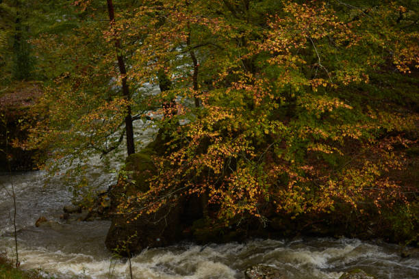 les couleurs de l’automne dans la hêtraie sur la route des cascades de puente ra dans la sierra de cebollera (la rioja). espagne - on branch photos et images de collection