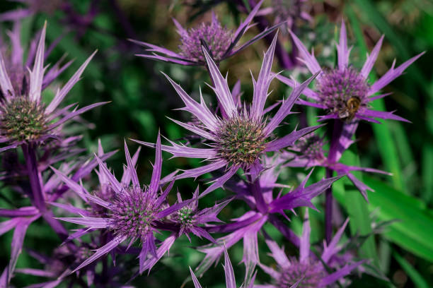 istock Eryngium planum, used for everlasting flowers, 1770754017