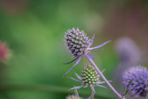 closeup of marsh thistle flower blooming in spring