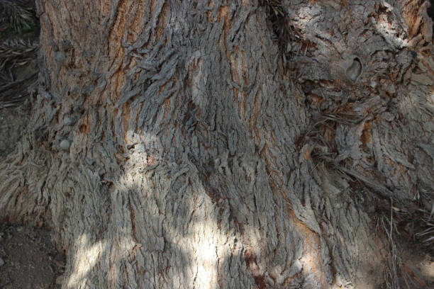 istock the bark of a tree 1770754137