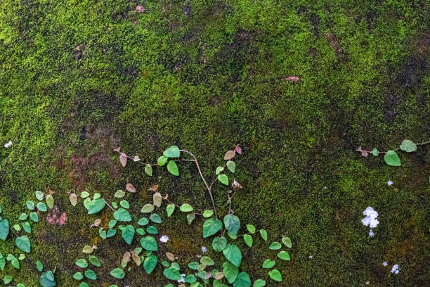 istock Background moss and ivy growing on pot 1770754554