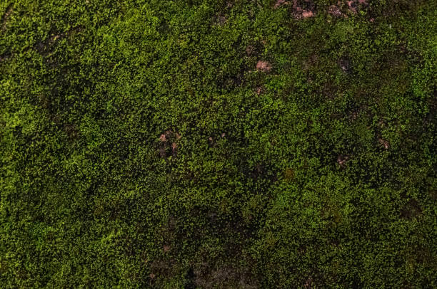 istock Green moss growing on stone pot for textured background 1770754633