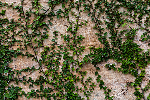 New leaves adorn a crawling vine against a white garden wall