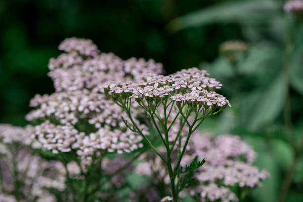 istock Achillea millefolium flowers on a blurred background 1770754897