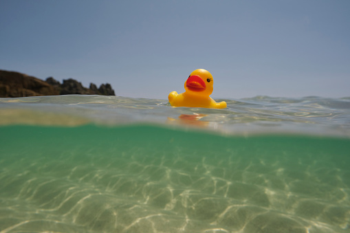 Rubber duck floating on clear blue sea at Pedn Vounder Beach, Cornwall on a sunny summers day.