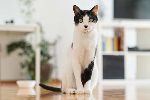 front view portrait of a black and white lovely feline waiting for a great meal indoors