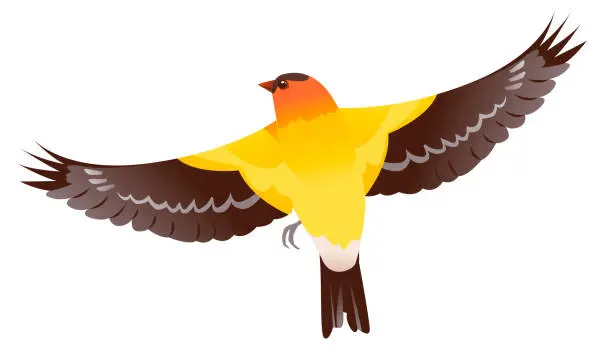 Vector illustration of Bird Baltimore Oriole vector illustration isolated on a white background. A bird in flight