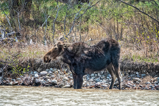 Young moose in Yellowstone National Park along the river side.