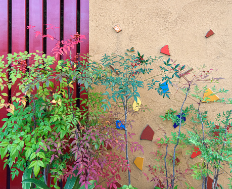 Colorful walls and plants. Cute gardening.