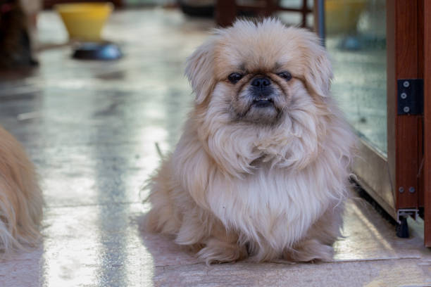 Cute pekingese dog in garden