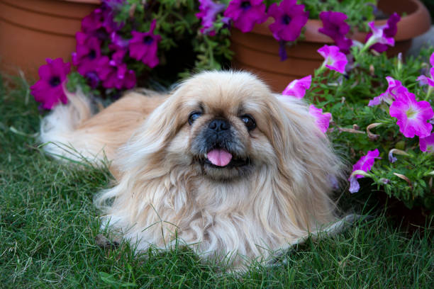 istock Cute pekingese dog in garden 1770769975