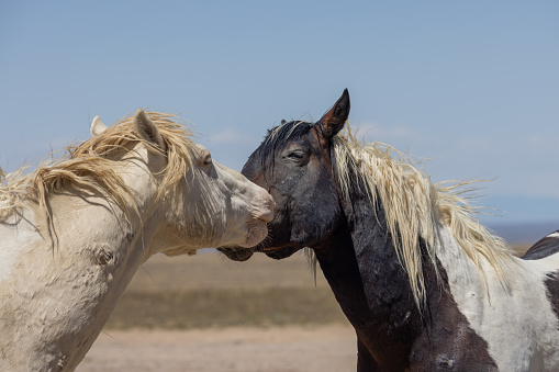 a pair of wild horses in Utah in springtime