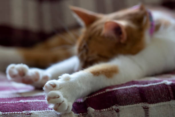 Tabby cat is comfortably sleeping on a person's lap, enjoying a peaceful moment outdoors, showcasing the bond between humans and their feline companions