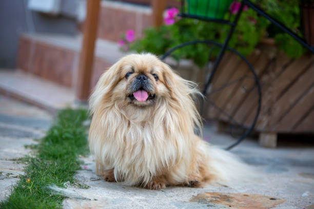 istock Cute pekingese dog in garden 1770776338