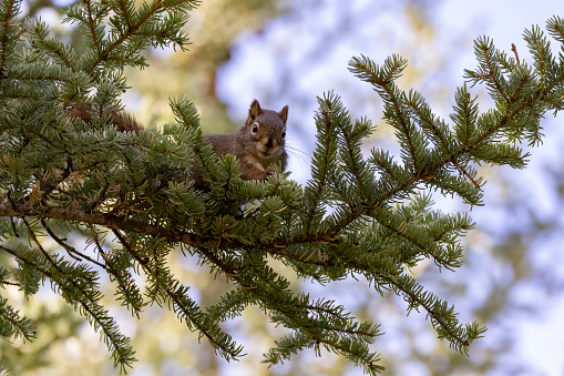 American red squirrel in fir tree