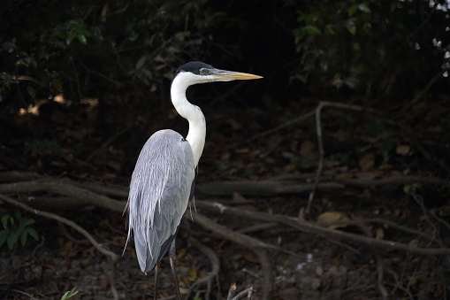 The cocoi heron (Ardea cocoi) is a species of long-legged wading bird in the heron family Ardeidae found across South America. It has predominantly pale grey plumage with a darker grey crest. A carnivore, it hunts fish and crustaceans in shallow water.