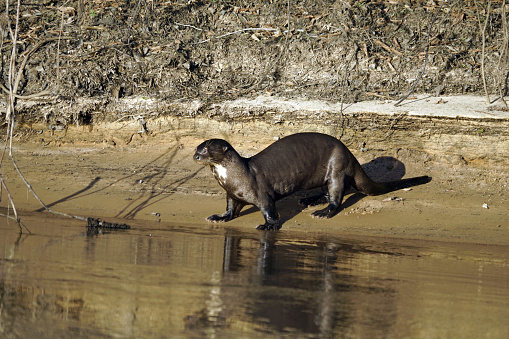 The giant otter or giant river otter[4] (Pteronura brasiliensis) is a South American carnivorous mammal. It is the longest member of the weasel family, Mustelidae, a globally successful group of predators, reaching up to 1.8 m (5 ft 11 in). Atypical of mustelids, the giant otter is a social species, with family groups typically supporting three to eight members