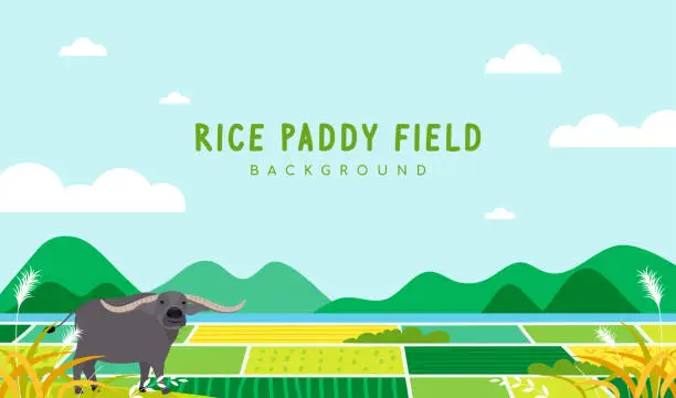 Vector illustration of Rice paddy field landscape background vector illustration. Cute water buffalo