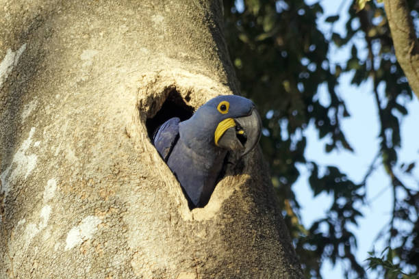 istock Hyacinth macaw parrot - Pantanal - Brazil 1770784222