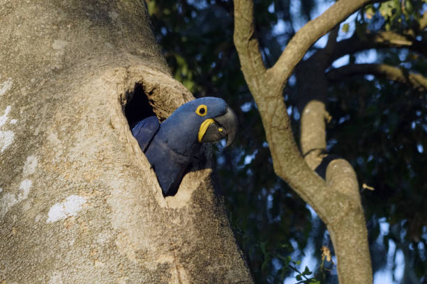 istock Hyacinth macaw parrot - Pantanal - Brazil 1770784227
