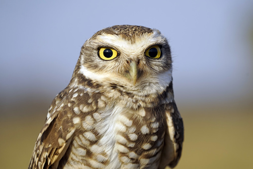 Little owl - Chapada dos Guimaraes - Brazil