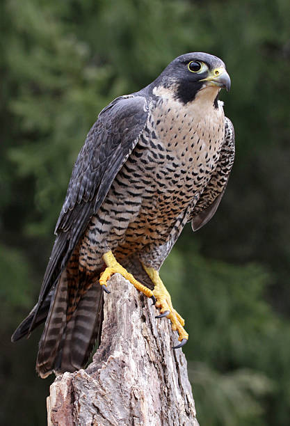 istock Sitting Peregrine Falcon 177078605
