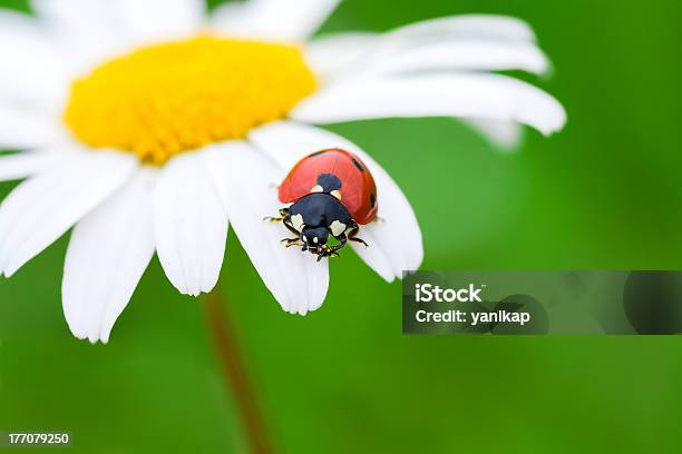 Marienkäfer Stockfoto und mehr Bilder von Blatt - Pflanzenbestandteile - Blatt - Pflanzenbestandteile, Blume, Blütenblatt